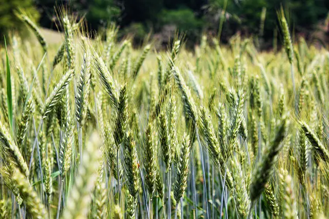 Understanding Wheat Allergy