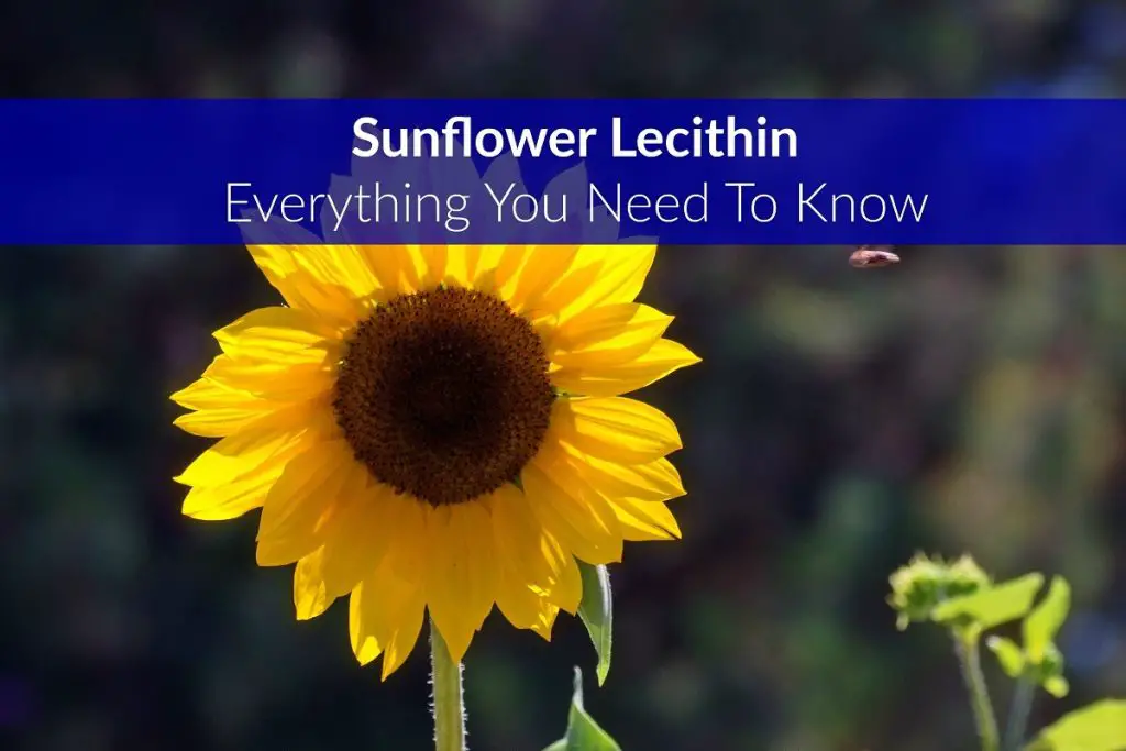 Sunflower Lecithin What is, Benefits, Side Effects and more The Healthy Apron
