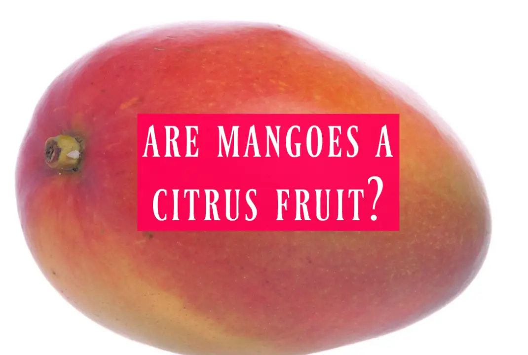 are mangoes a citrus fruit