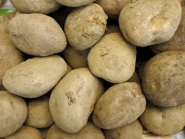 Peruvian Potato